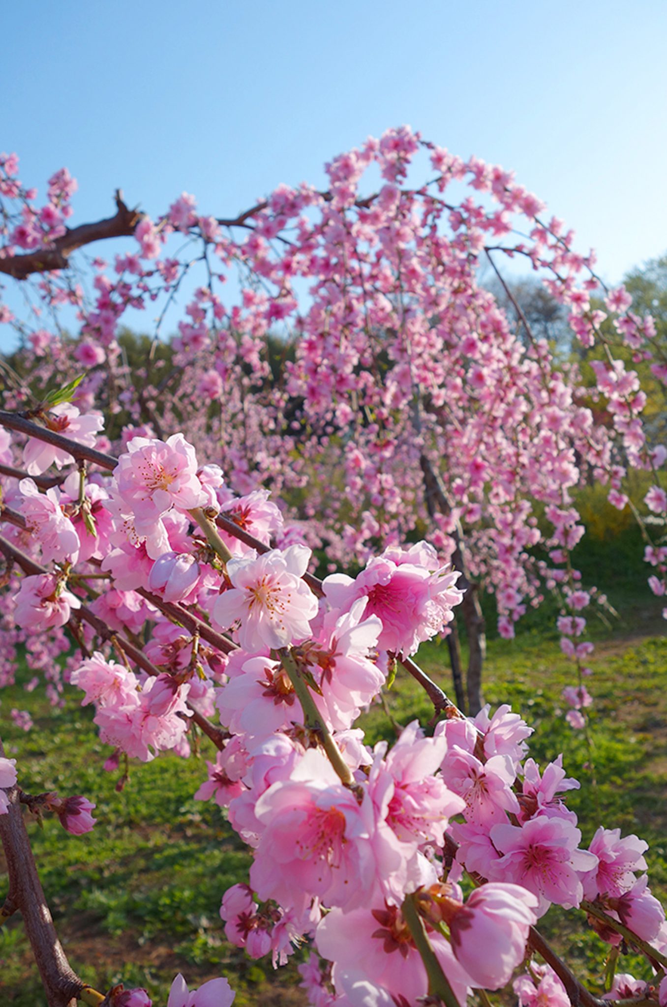 สวนดอกพีชฮานะโมโมะ โนะซาโตะ WE LOVE FUKUSHIMA เว็บไซต์