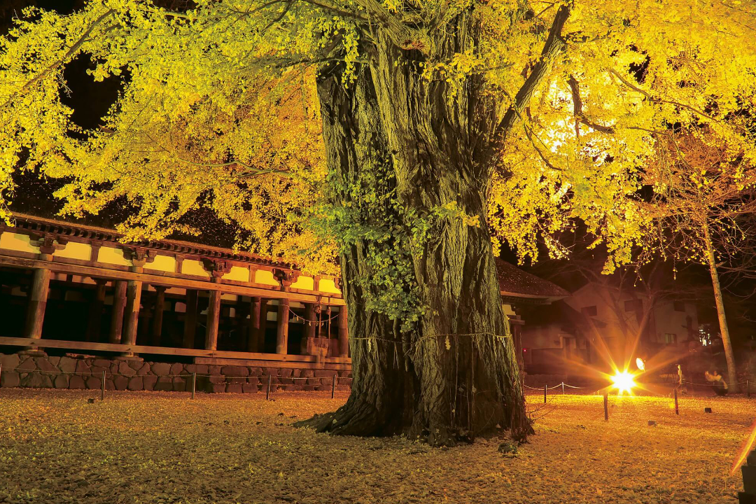 ศาลเจ้าชินกูคุมาโนะ (Shingukumano Shrine)