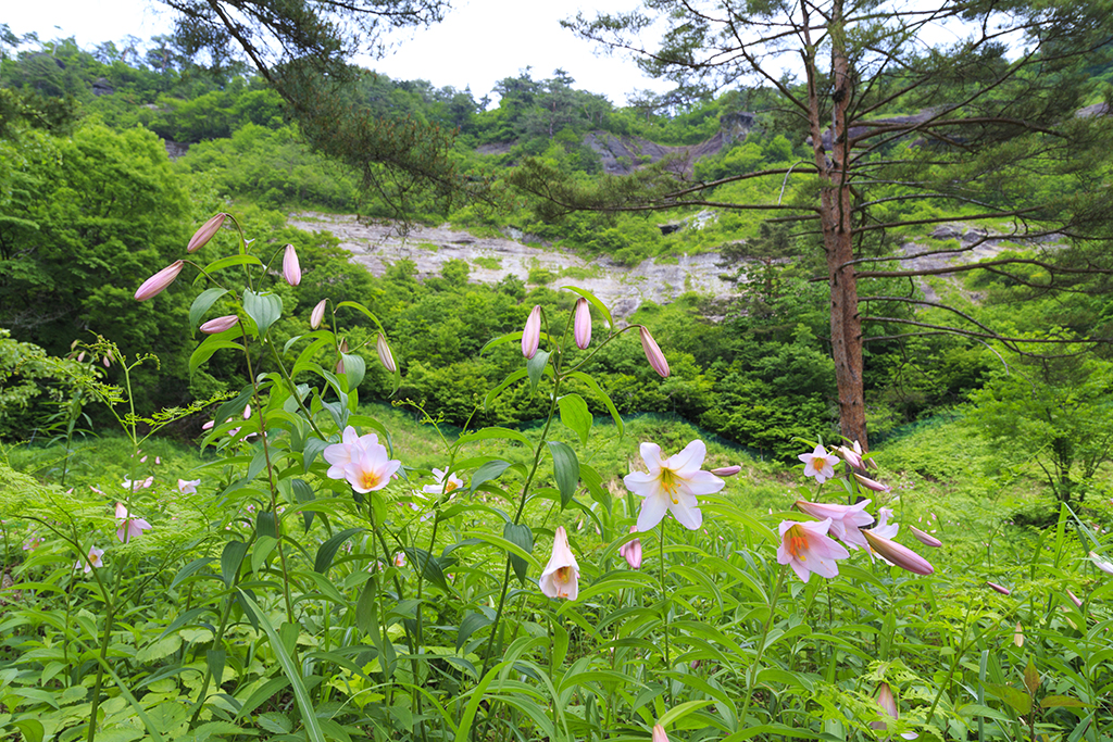 Anza Otomeyuri