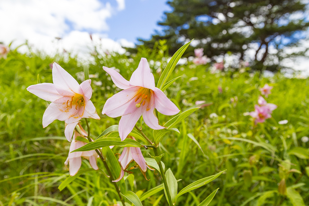 Tsutsumigadaira Lillies no Sato