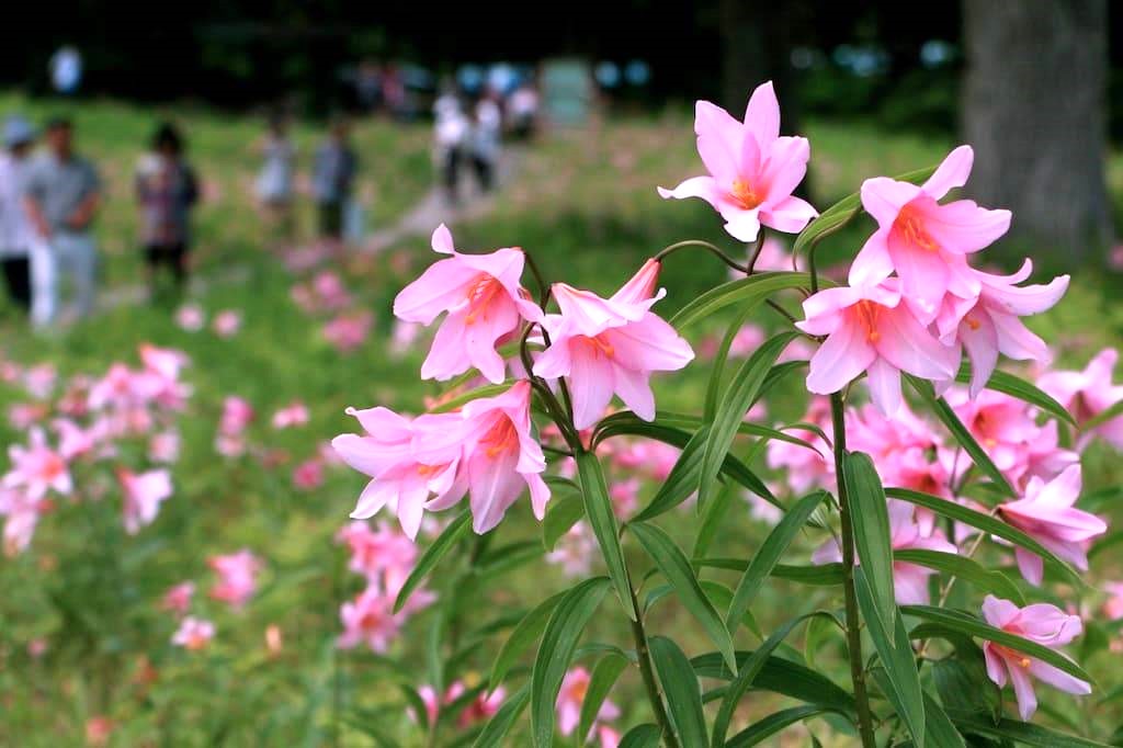 ปักหมุดสถานที่ชมดอกลิลลี่ฮิเมะซายูริในฟุกุชิมะ